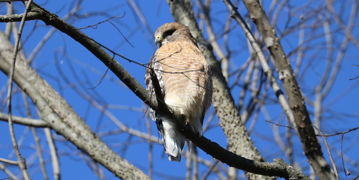 Red-shouldered Hawk (lineatus Group) - ML515390921