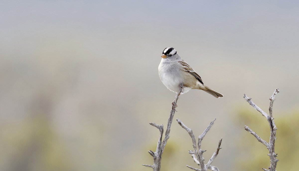 White-crowned Sparrow - ML515394231