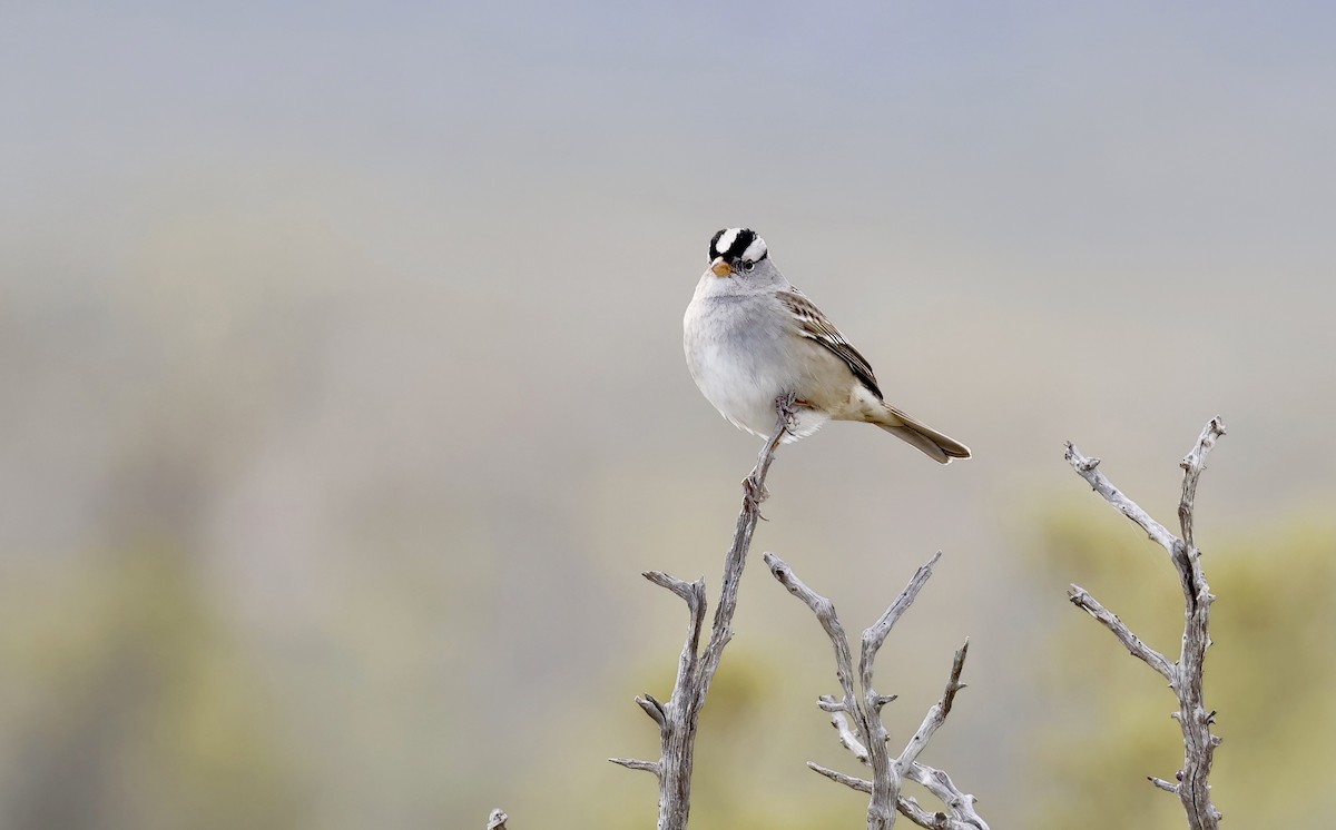 White-crowned Sparrow - ML515394241