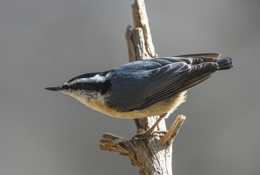 Red-breasted Nuthatch - Pete Myers