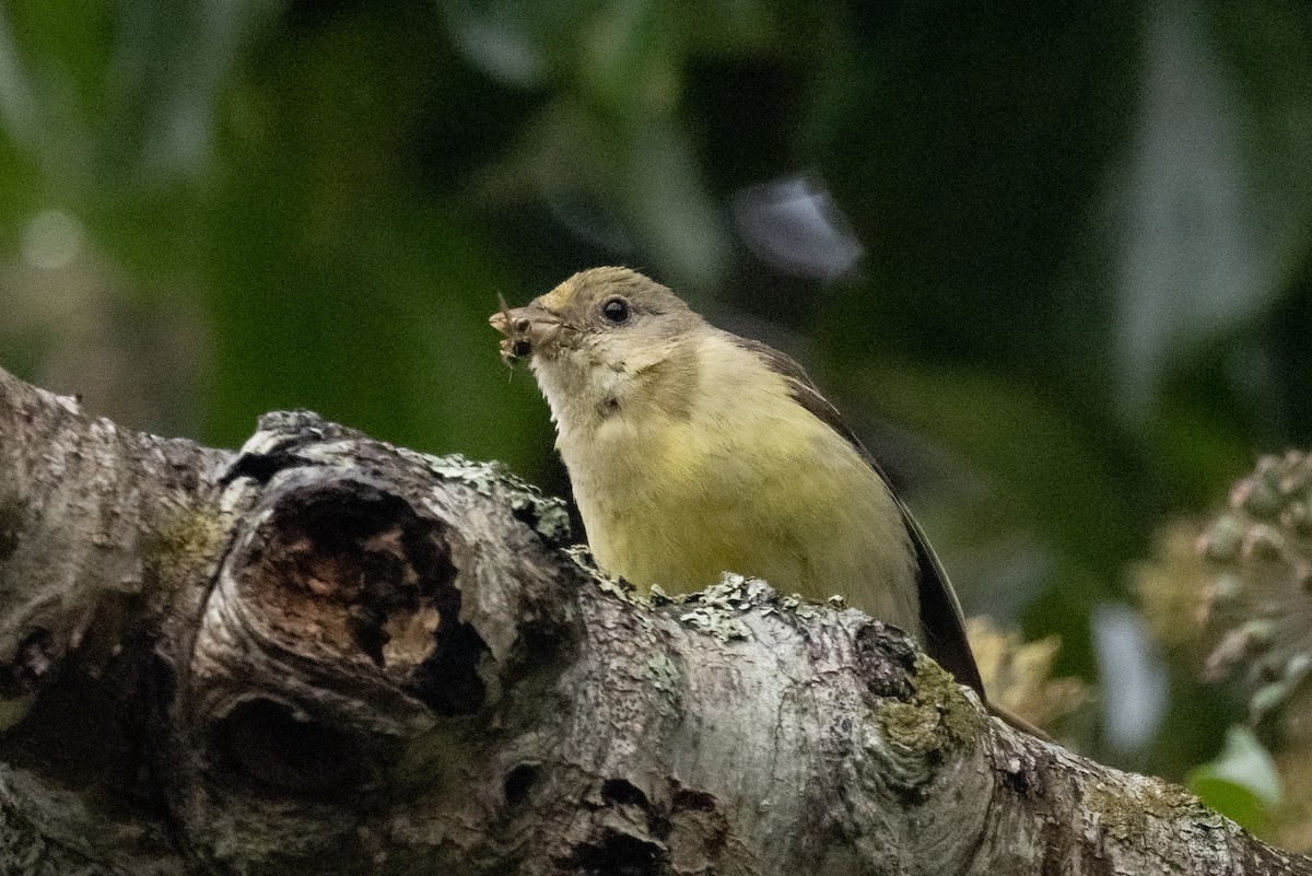 Western Tanager - ML515400981