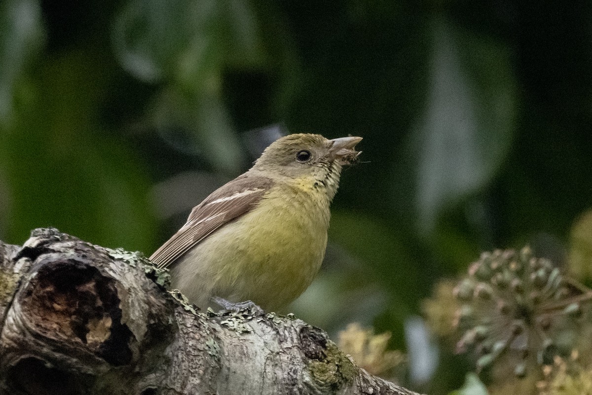 Western Tanager - ML515401321