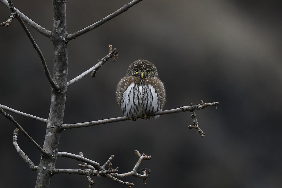 Northern Pygmy-Owl - ML515403341
