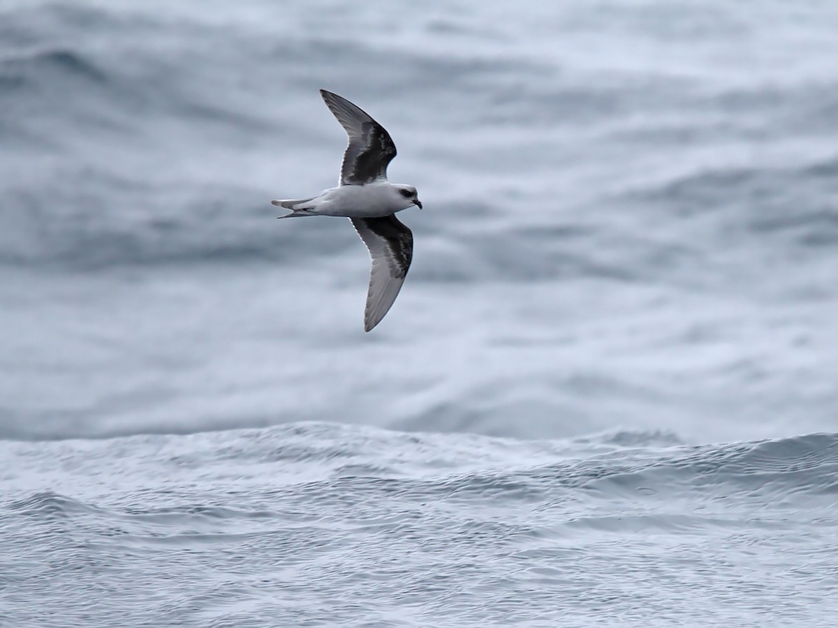 Fork-tailed Storm-Petrel - ML515404291