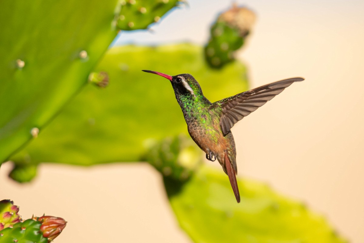 Xantus's Hummingbird - Jefferson Ashby