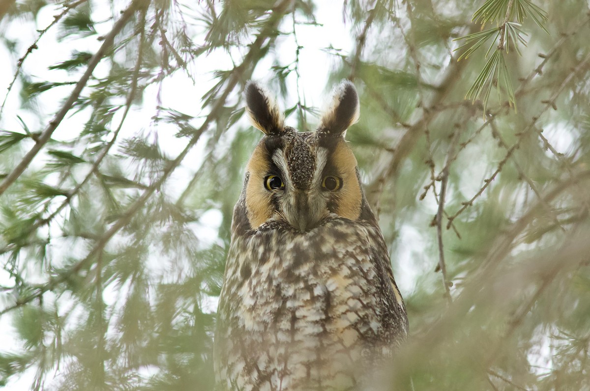 Long-eared Owl - ML515408691