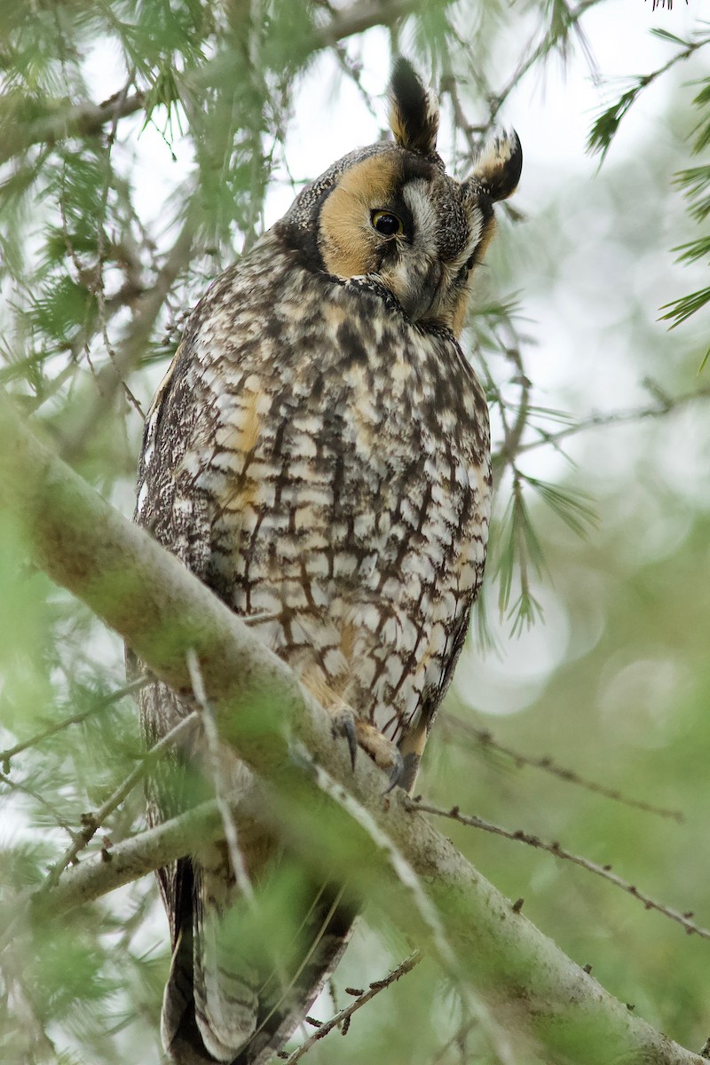 Long-eared Owl - ML515408701