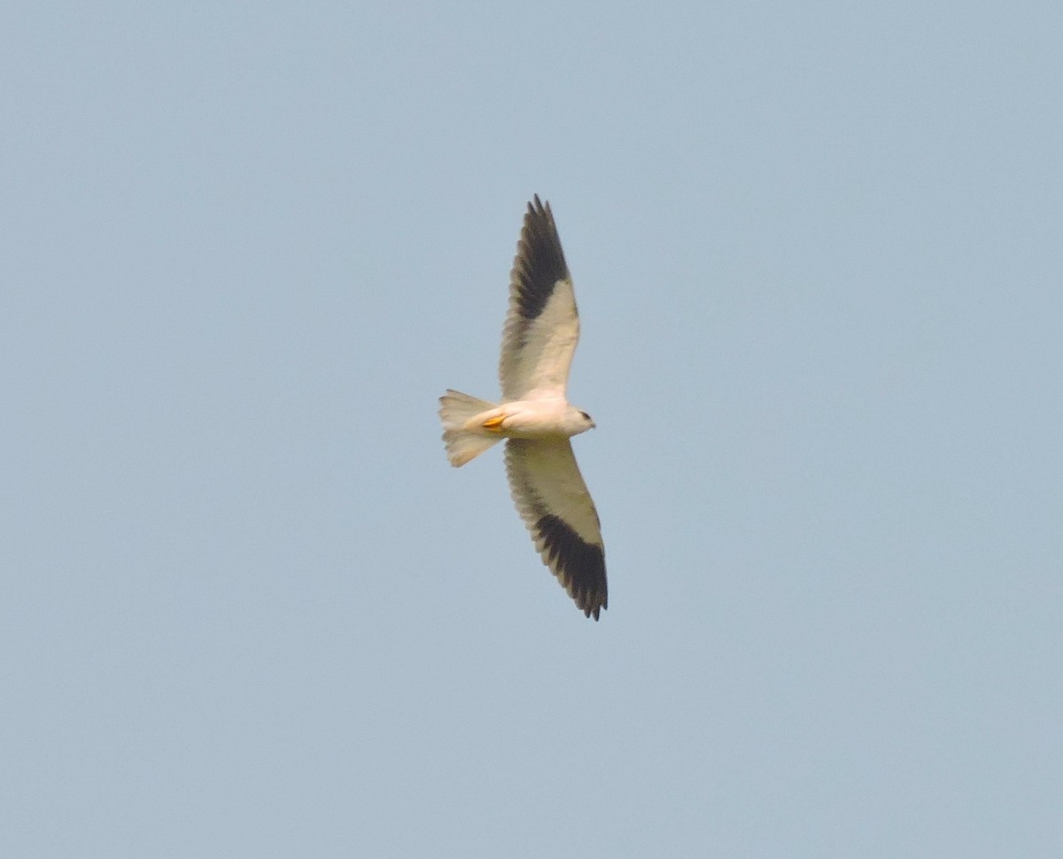 Black-winged Kite - Swapnil Chatterjee