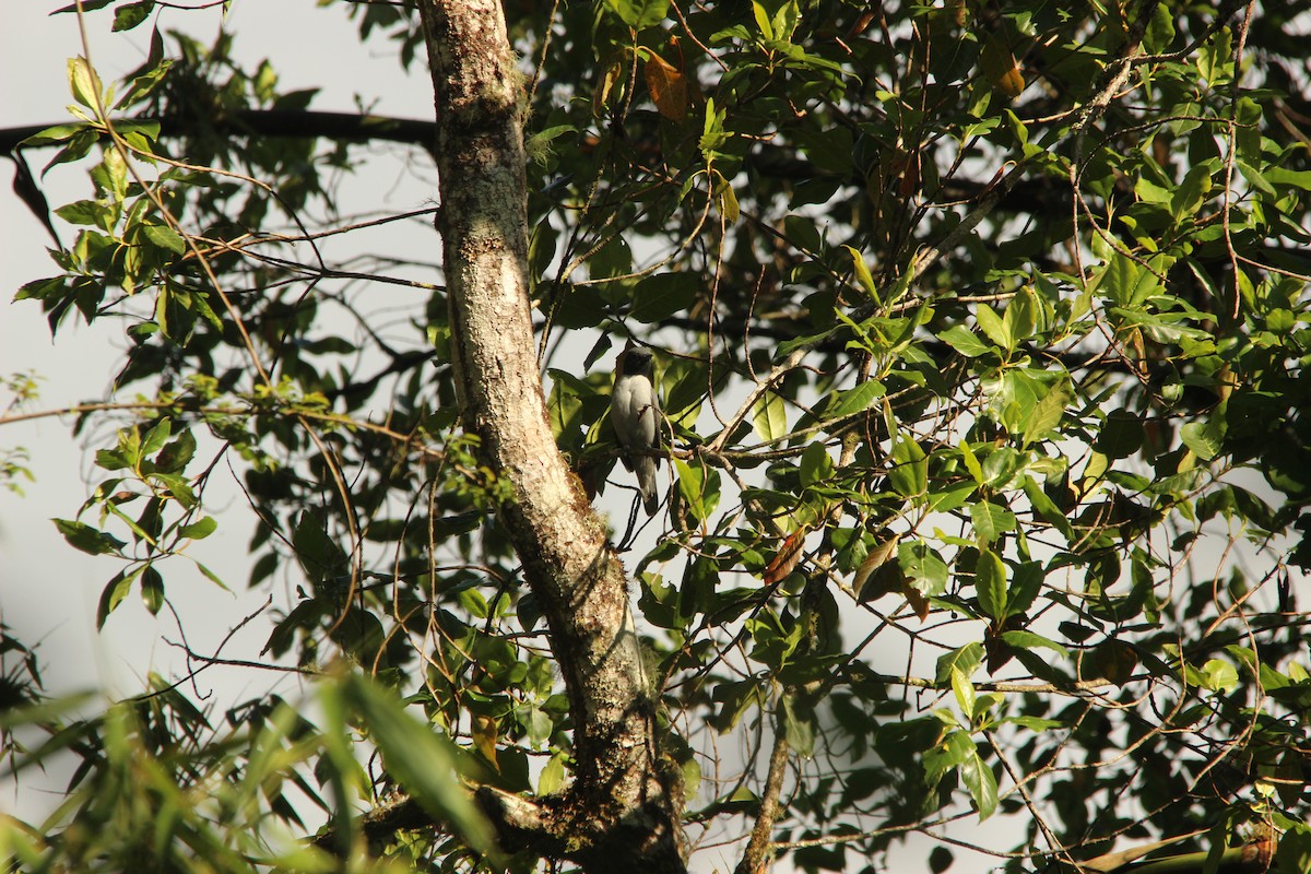 Madagascar Cuckooshrike - ML515412991