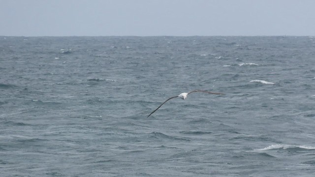 Albatros hurleur, A. de Tristan da Cunha ou A. des Antipodes - ML515413871