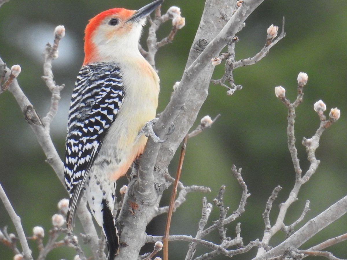 Red-bellied Woodpecker - inga schmidt