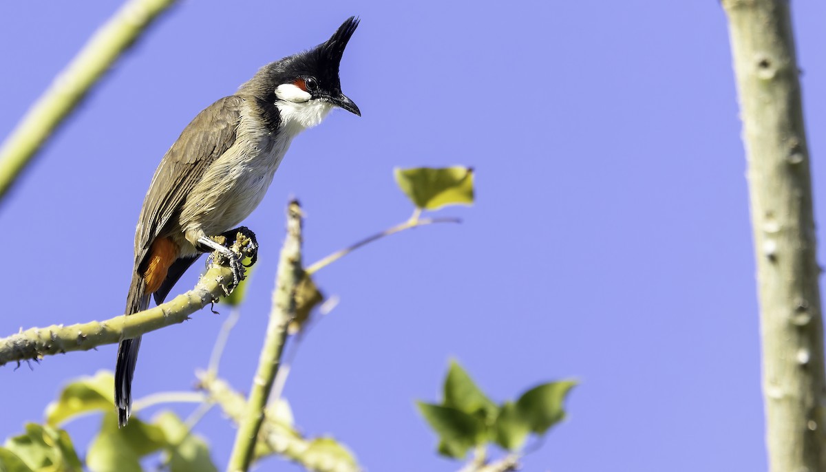 Red-whiskered Bulbul - Connor Cochrane
