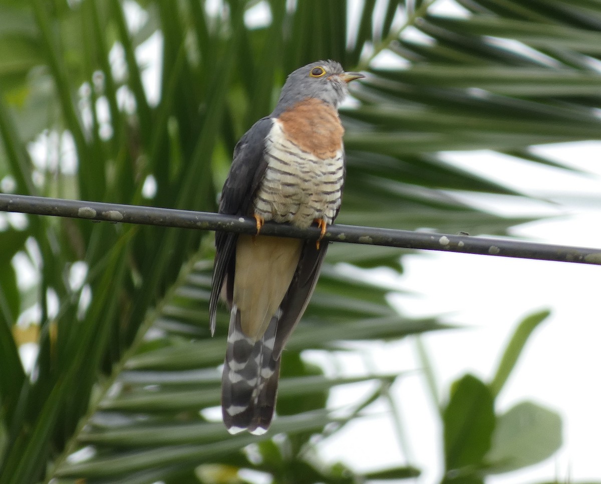 Red-chested Cuckoo - ML515424391