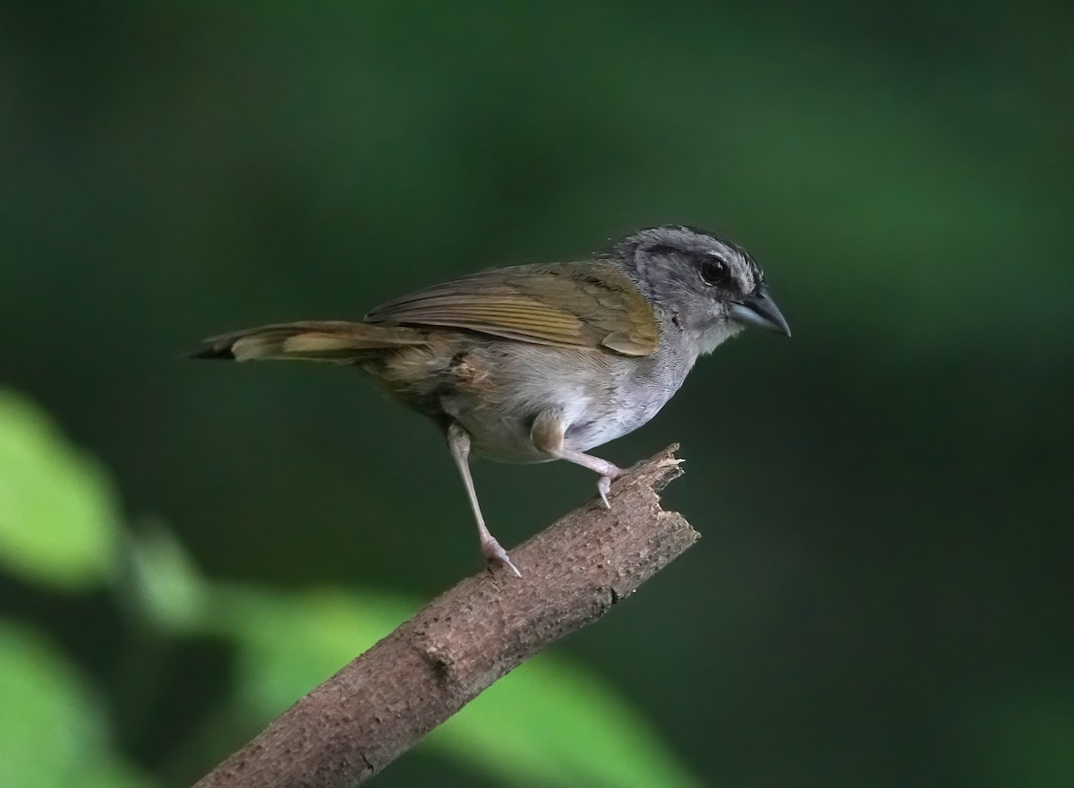 Green-backed Sparrow - ML515424611