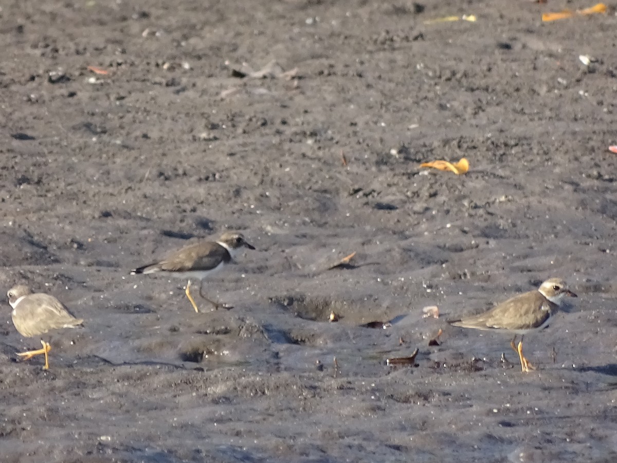 Semipalmated Plover - ML51542641