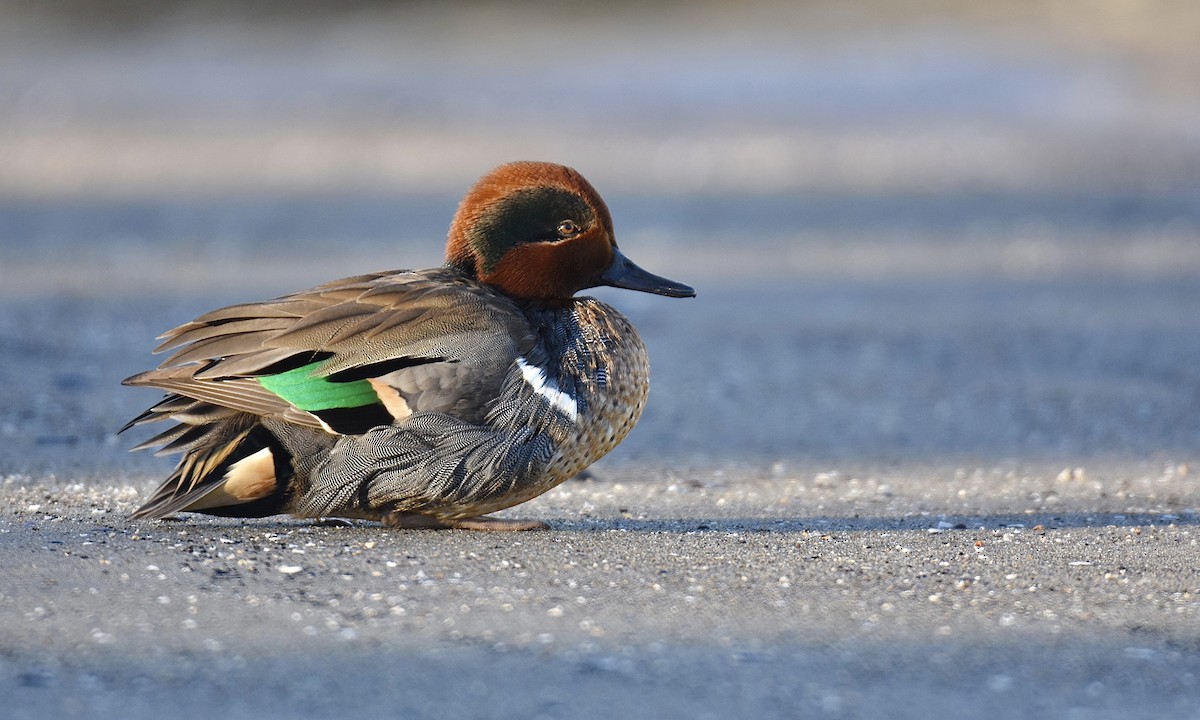 Green-winged Teal - ML515429471