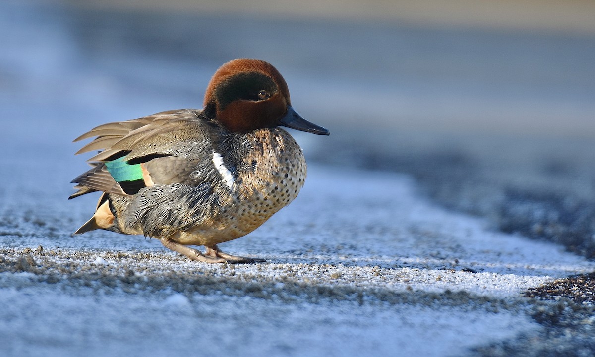 Green-winged Teal - ML515429721