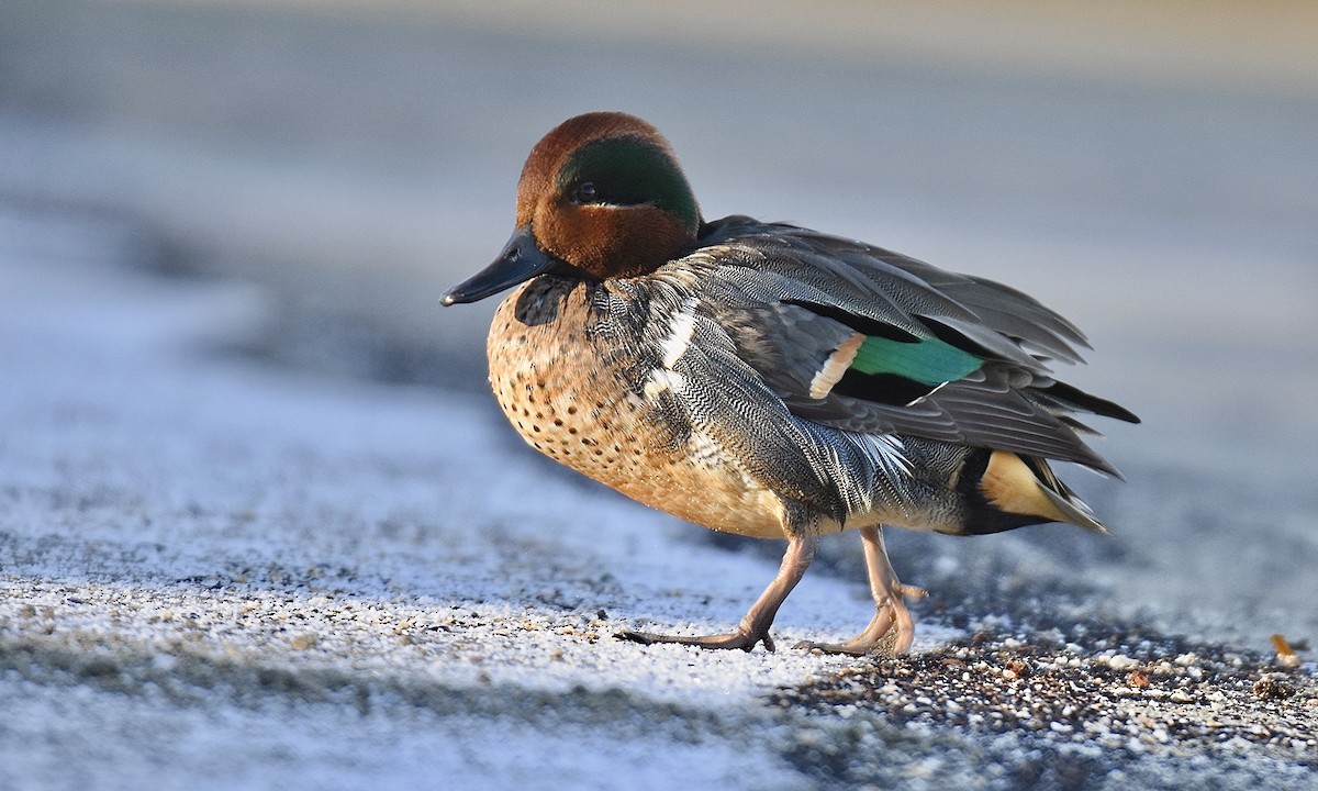 Green-winged Teal - Nick  Park