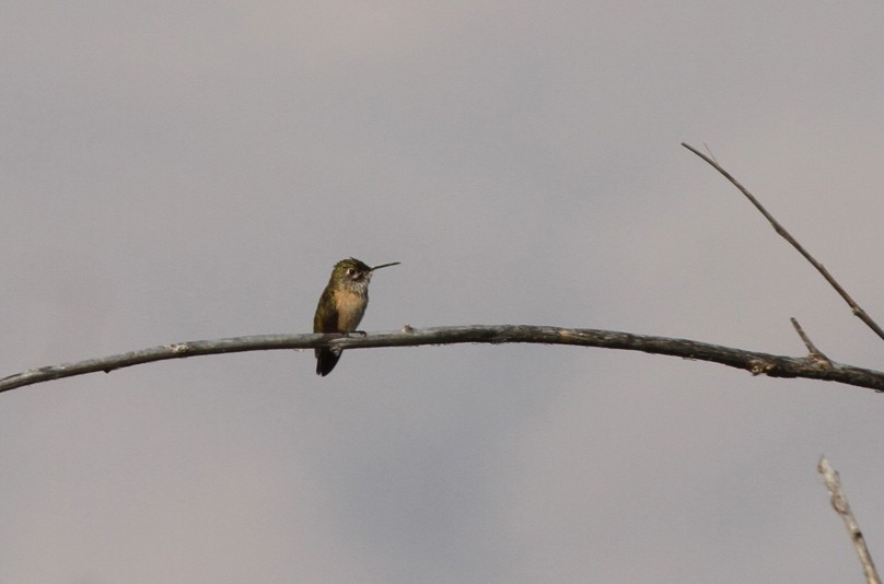 Calliope Hummingbird - ML515430981