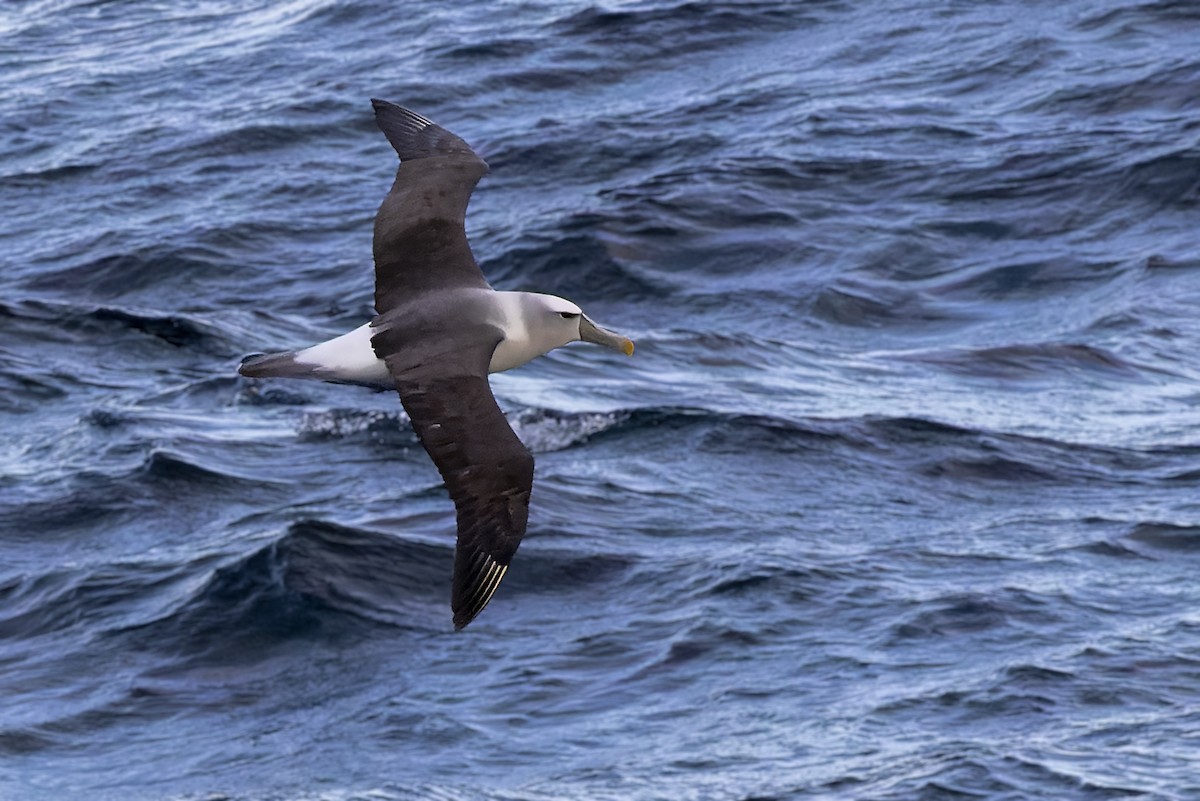 White-capped Albatross - Bradley Hacker 🦜