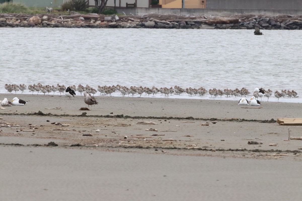 Bar-tailed Godwit - ML515432871
