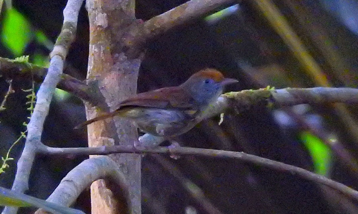 Tawny-crowned Greenlet - ML51543531