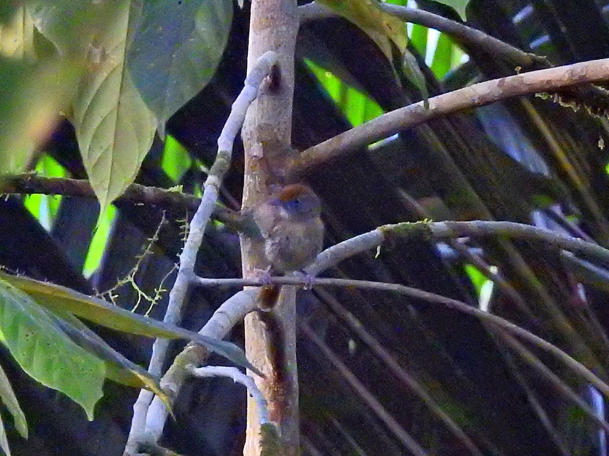 Tawny-crowned Greenlet - ML51543541
