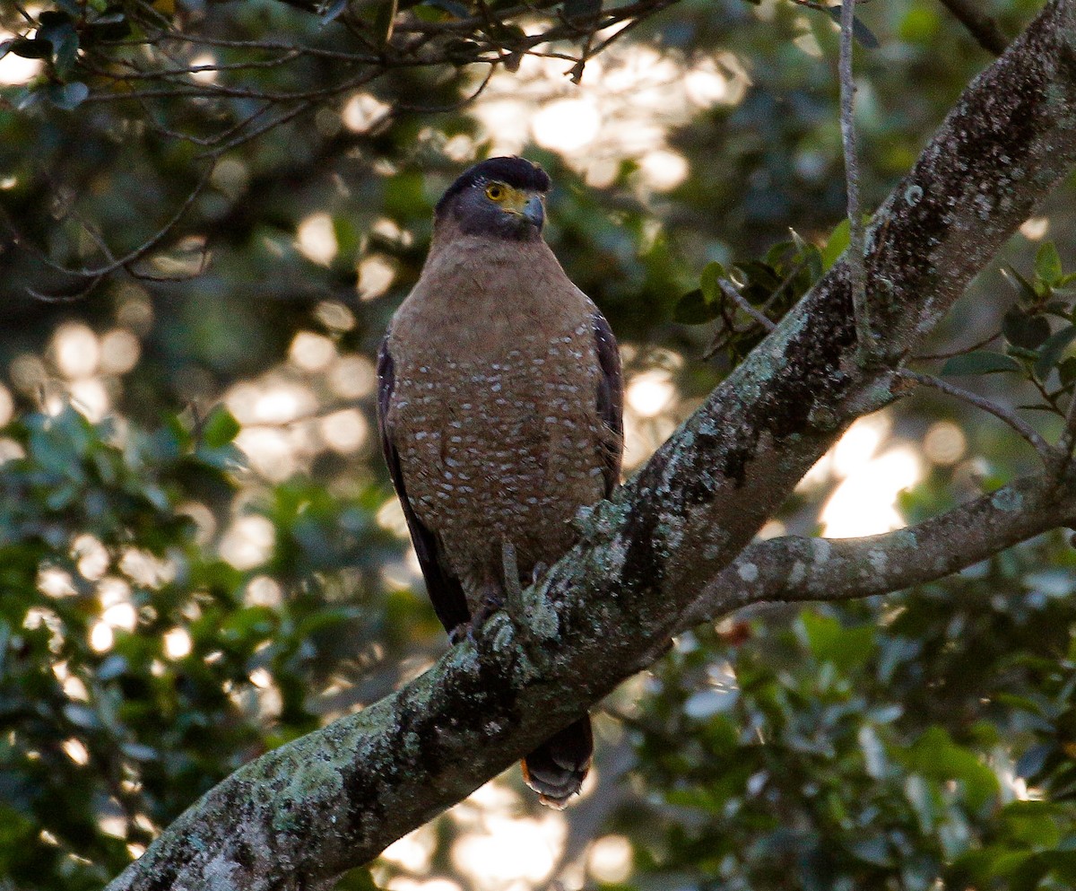 Crested Serpent-Eagle - Neoh Hor Kee