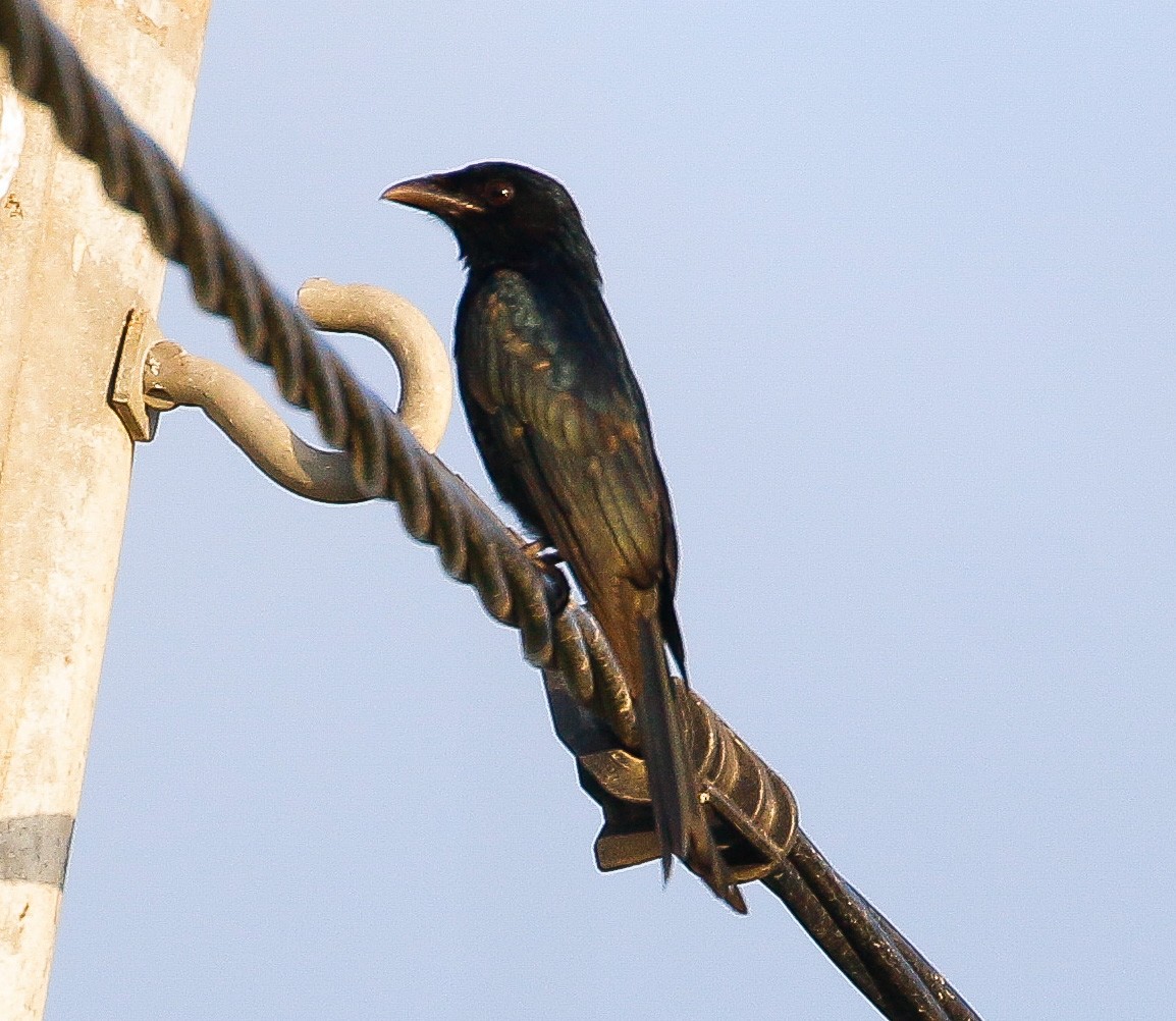 Crow-billed Drongo - Neoh Hor Kee