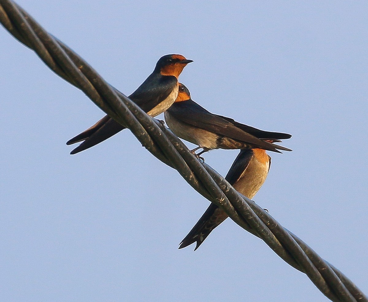 Pacific Swallow - ML515437921
