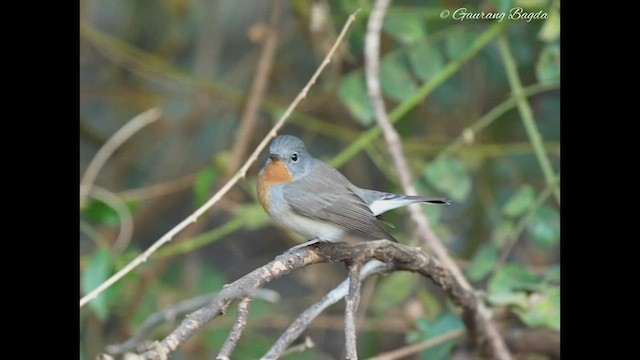 Red-breasted Flycatcher - ML515440121