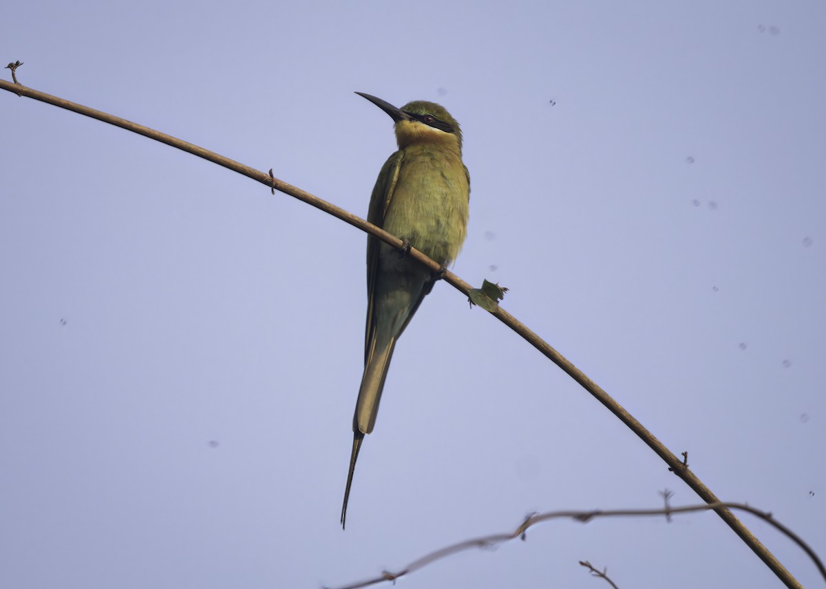 Blue-tailed Bee-eater - ML515440981