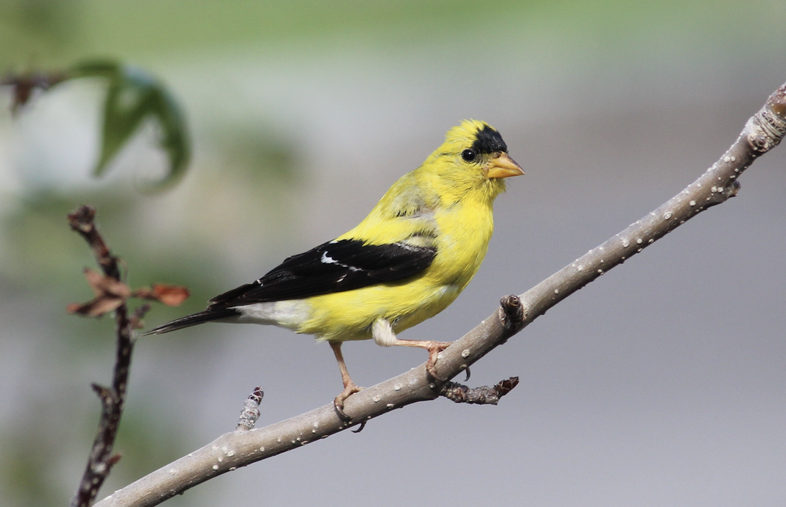 American Goldfinch - Kabir Samsi