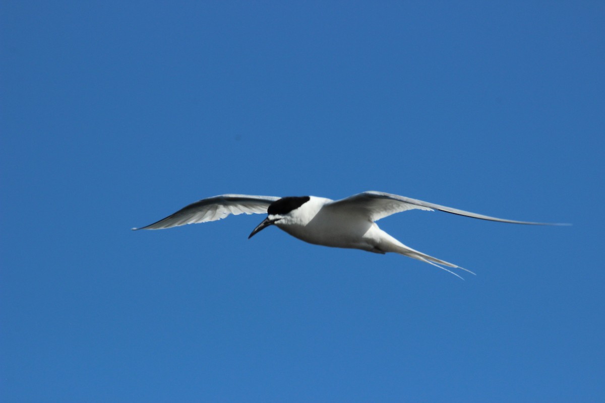White-fronted Tern - ML515444951