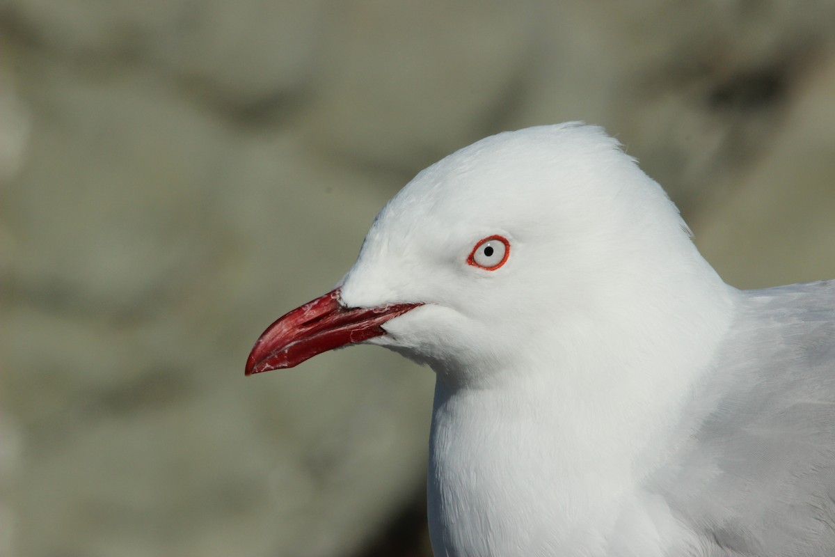 Silver Gull (Red-billed) - ML515444981