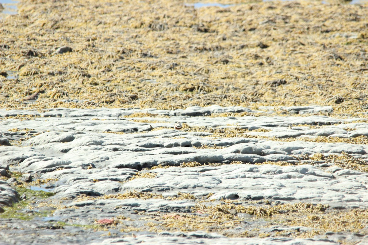 Double-banded Plover - ML515445221