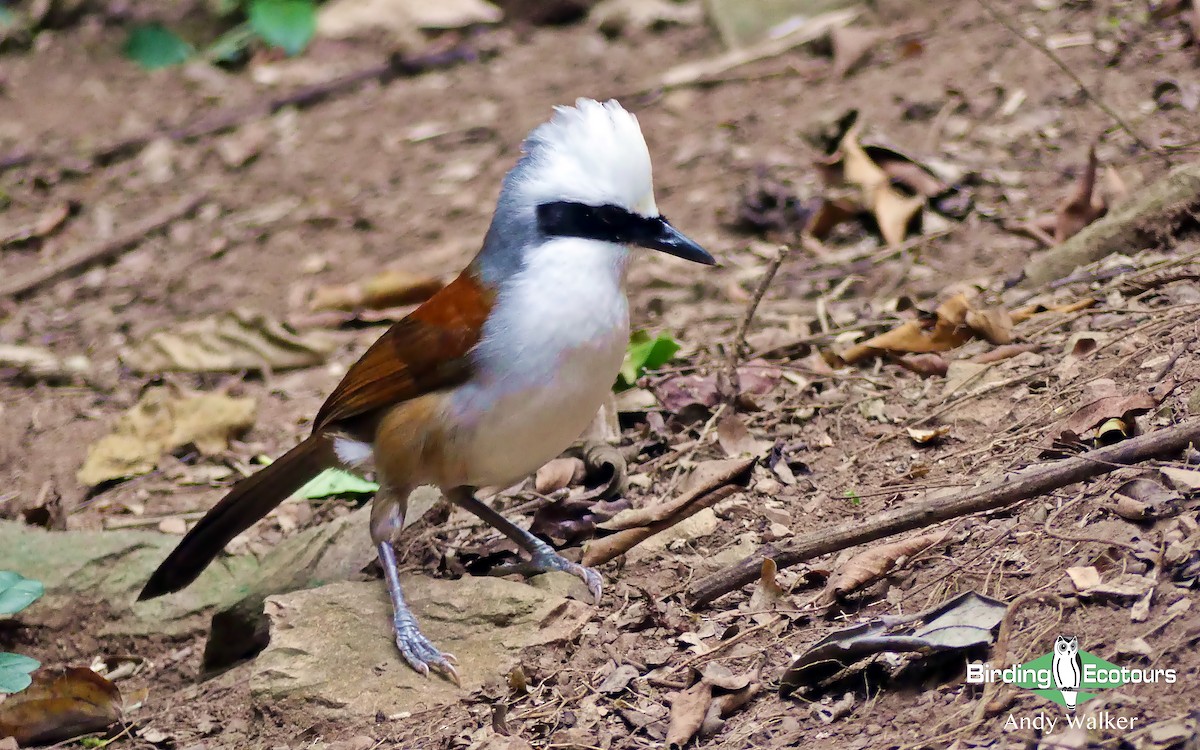 White-crested Laughingthrush - Andy Walker - Birding Ecotours