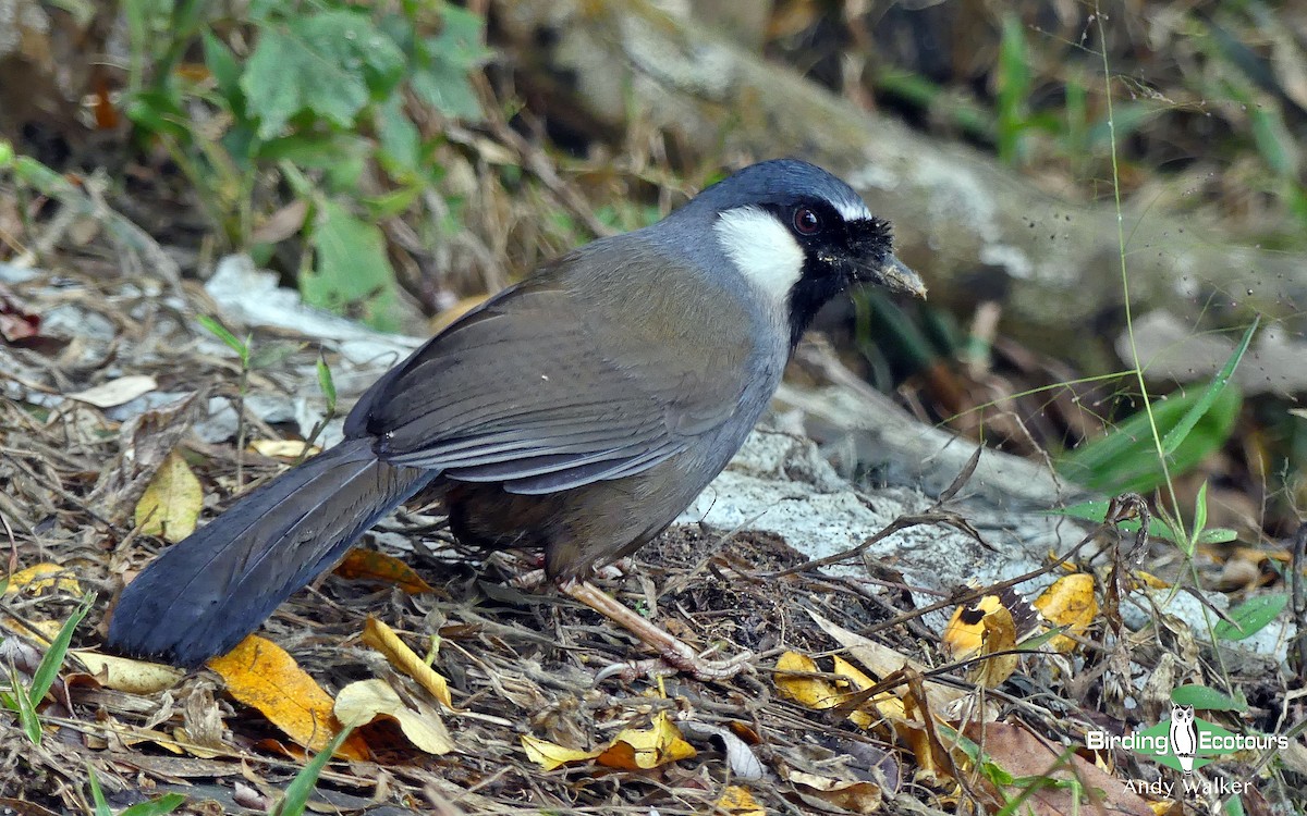 Black-throated Laughingthrush (Black-throated) - Andy Walker - Birding Ecotours