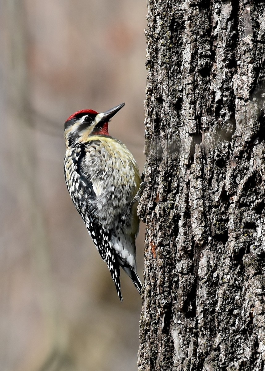 Yellow-bellied Sapsucker - Don Carbaugh