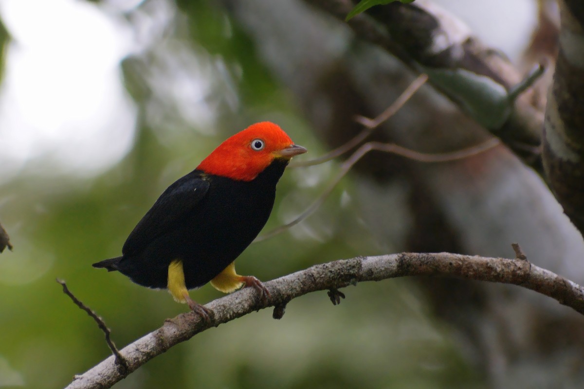 Red-capped Manakin - ML515448491