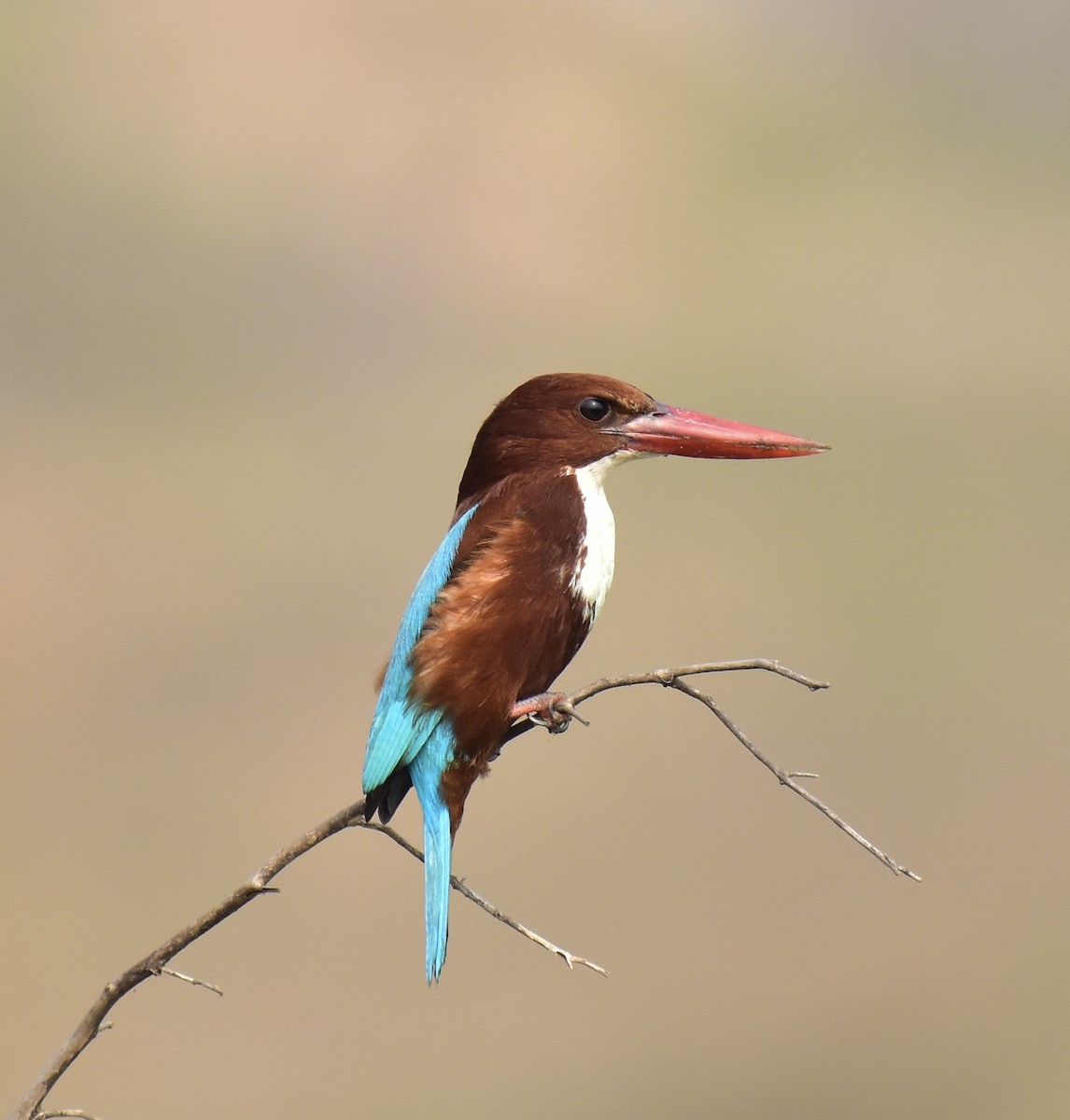 White-throated Kingfisher - Arindam Roy