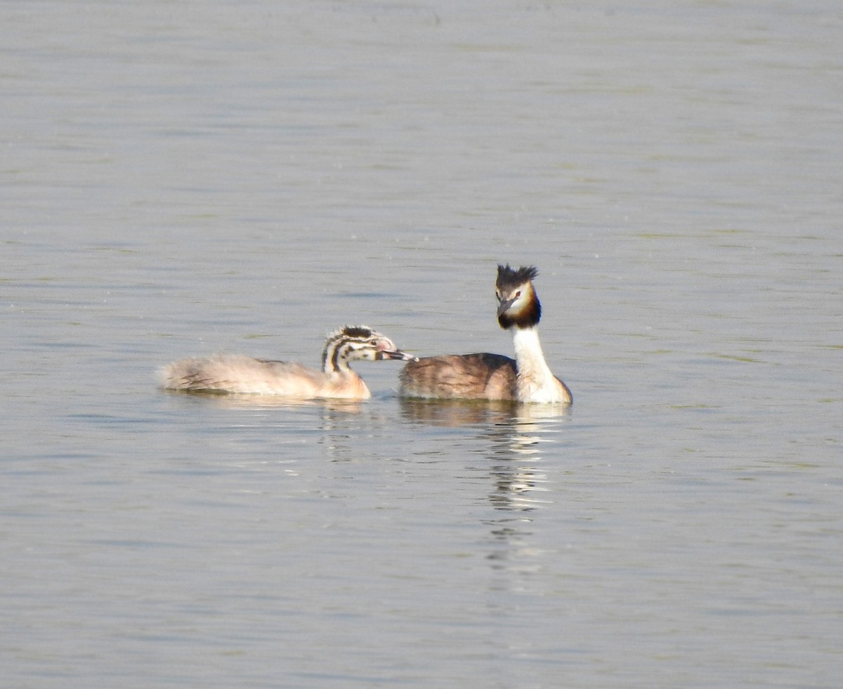 Great Crested Grebe - ML515450601