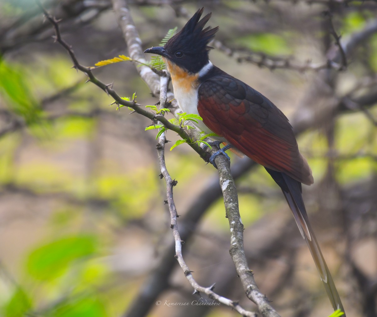 Chestnut-winged Cuckoo - Kumaresan Chandrabose