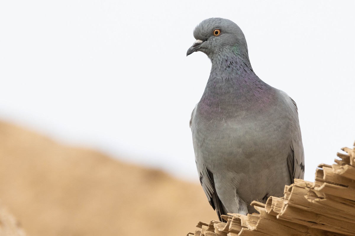Rock Pigeon - Peter  Steward
