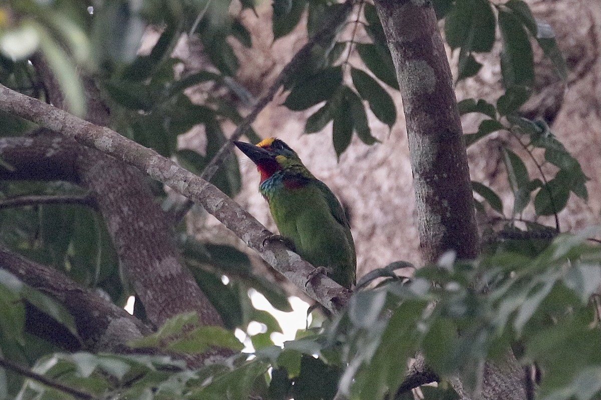 Red-throated Barbet - ML515470691