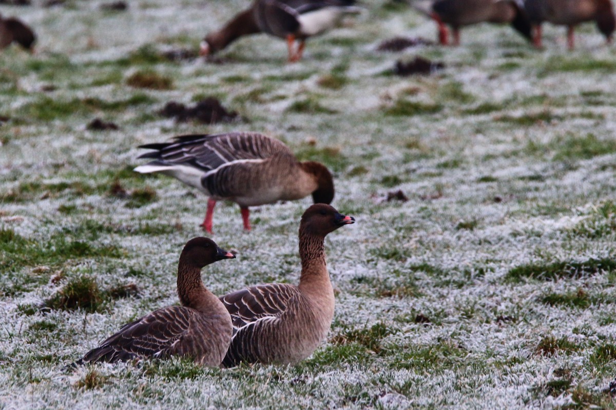 Pink-footed Goose - ML515476361