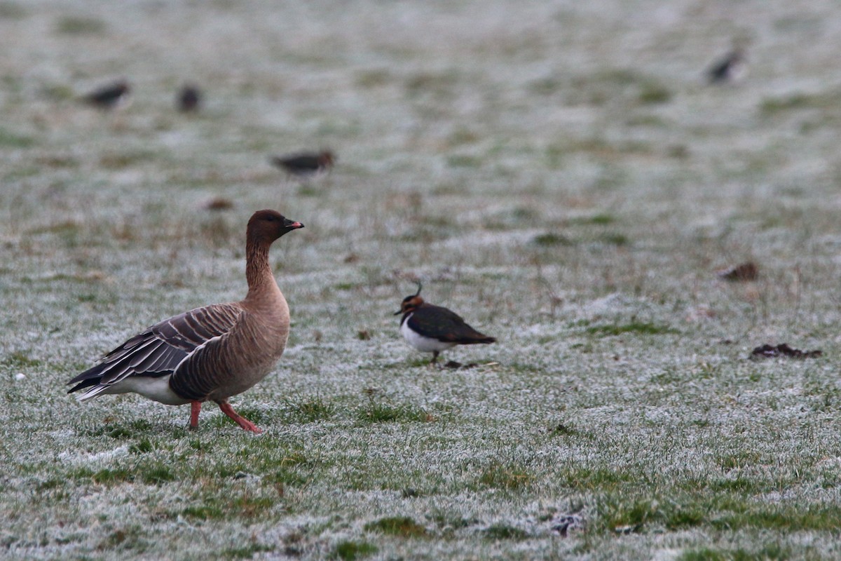 Pink-footed Goose - ML515476381
