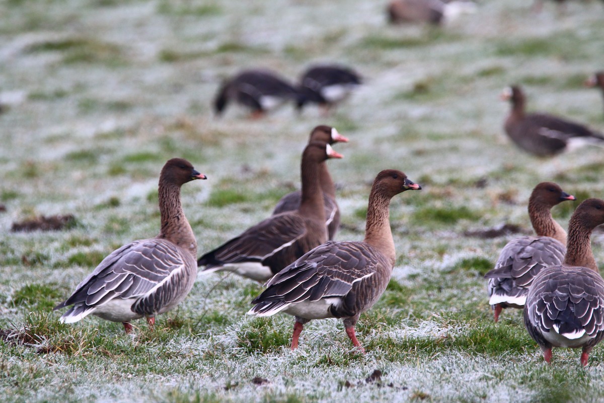Pink-footed Goose - ML515476401