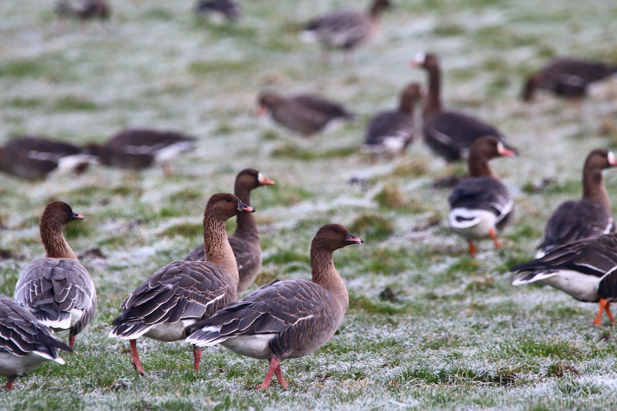 Pink-footed Goose - ML515476411