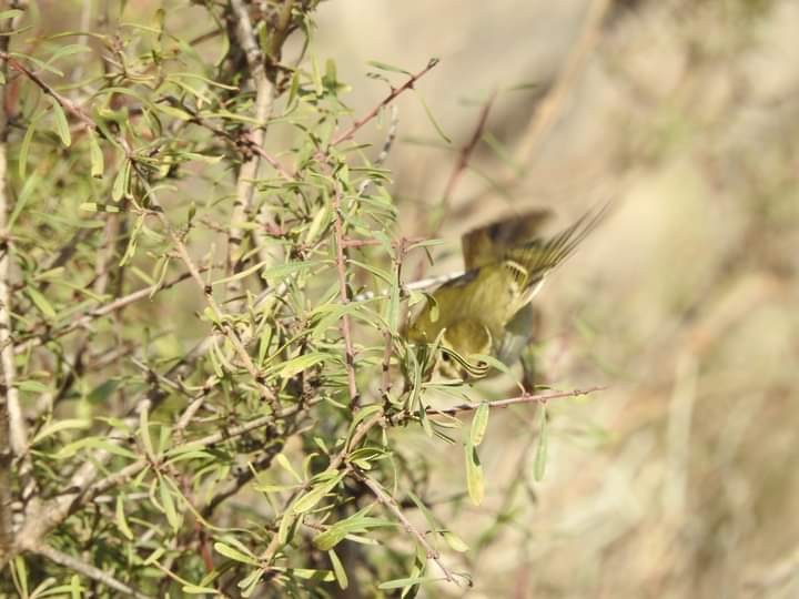 Yellow-browed Warbler - RNC Charca de Suárez